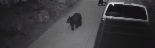 Bear Caught on Camera